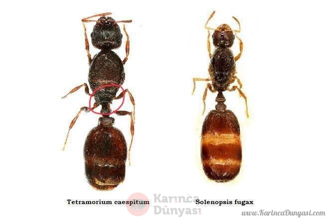 karincadunyasi.jpg