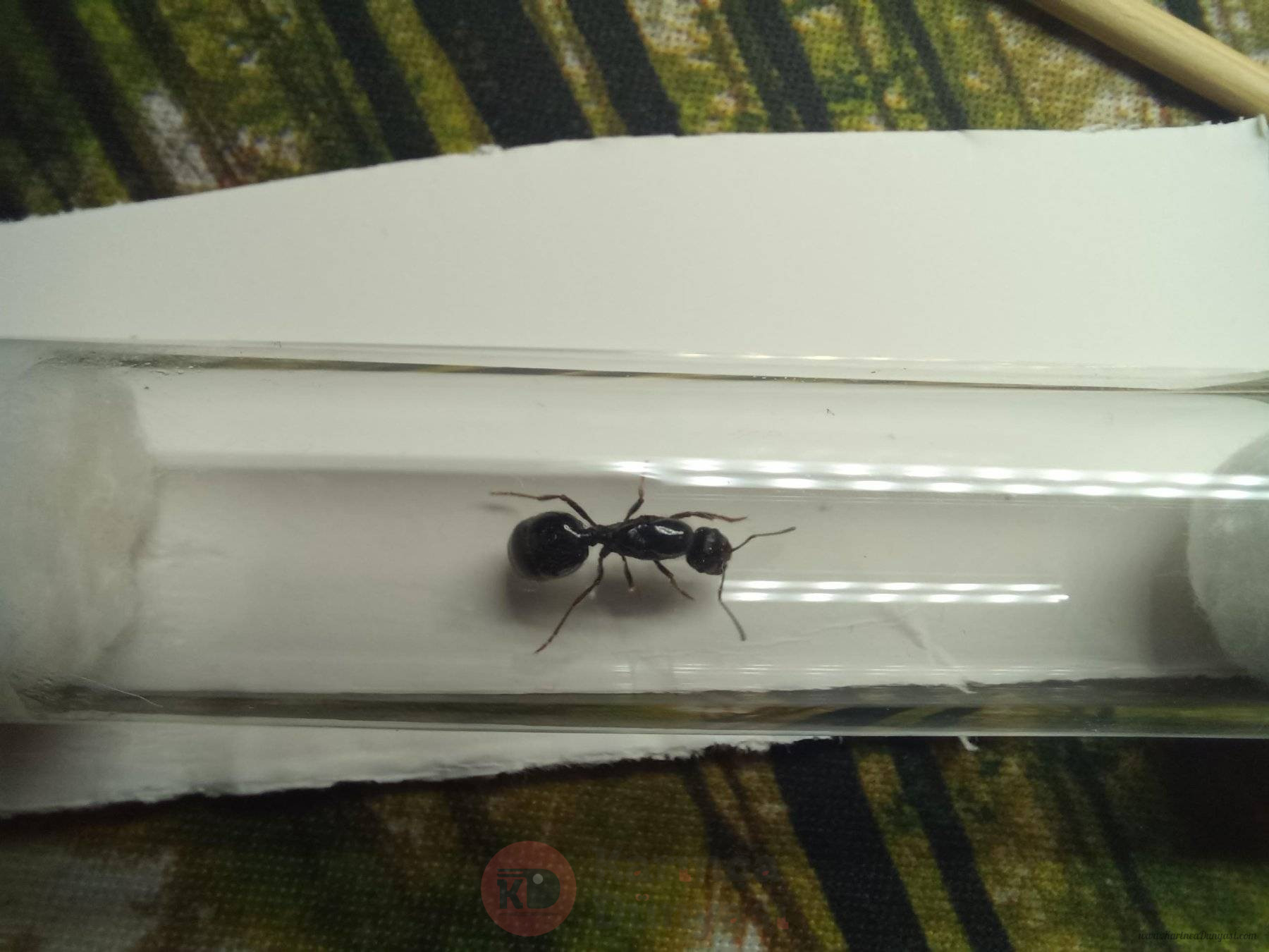 kraliçe foto 3.jpg