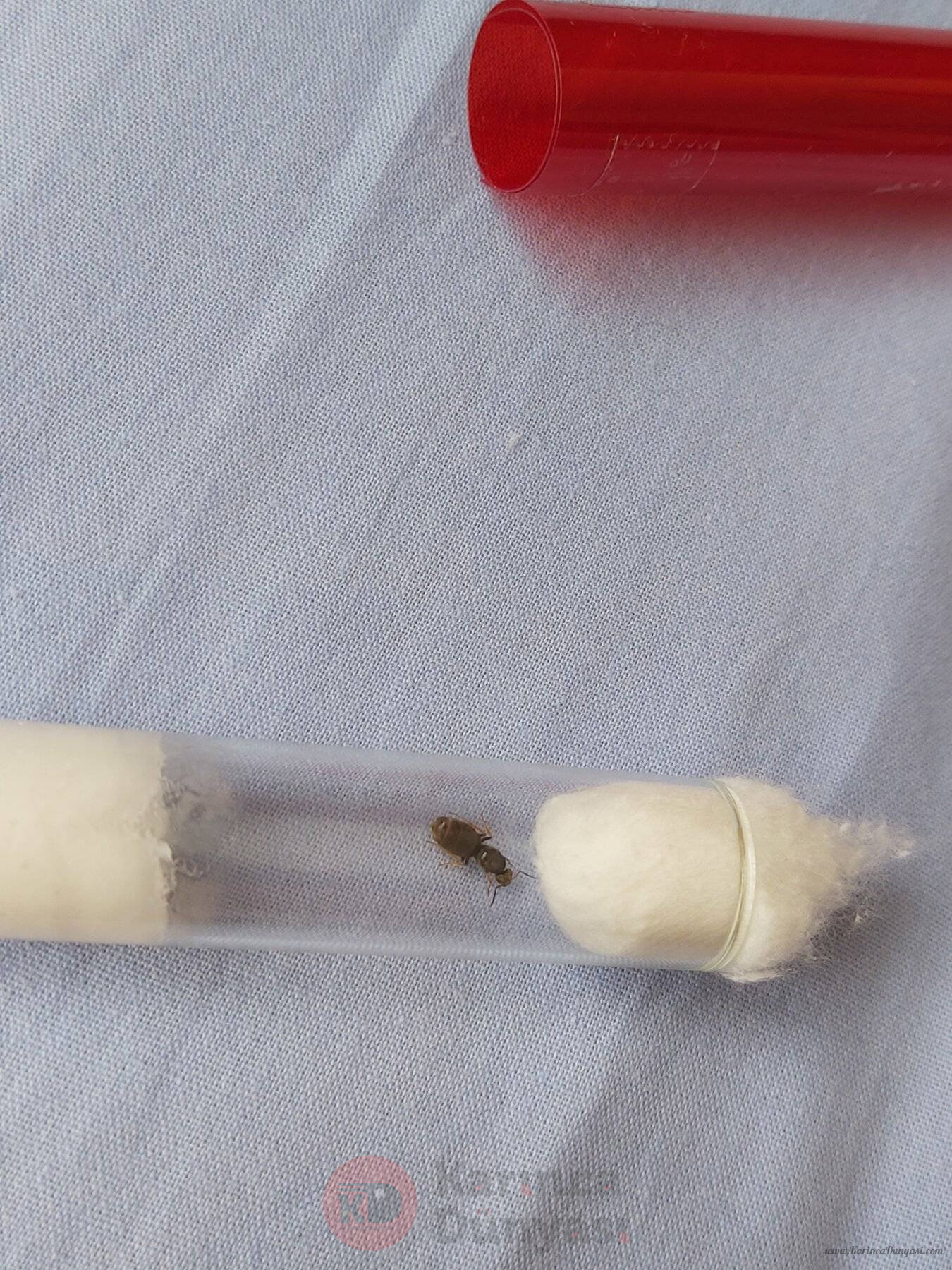 lacius neoniger.jpg