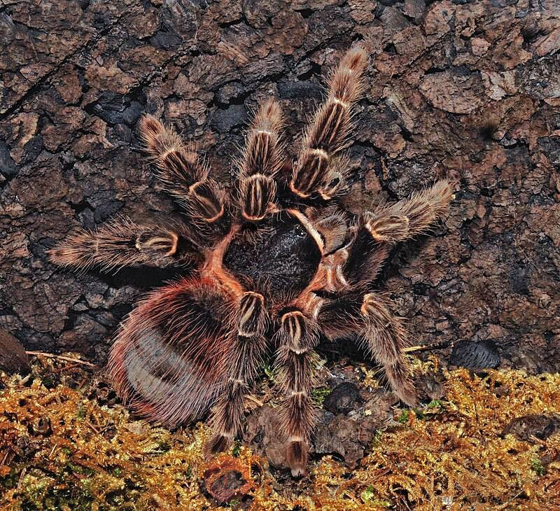 Lasiodora klugi.jpg