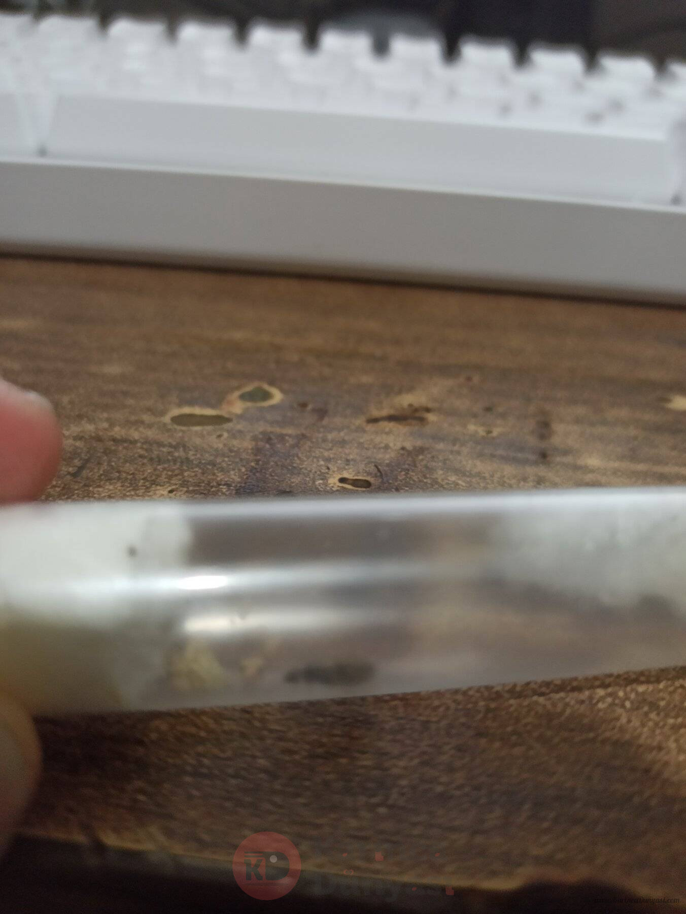 lasius.jpg