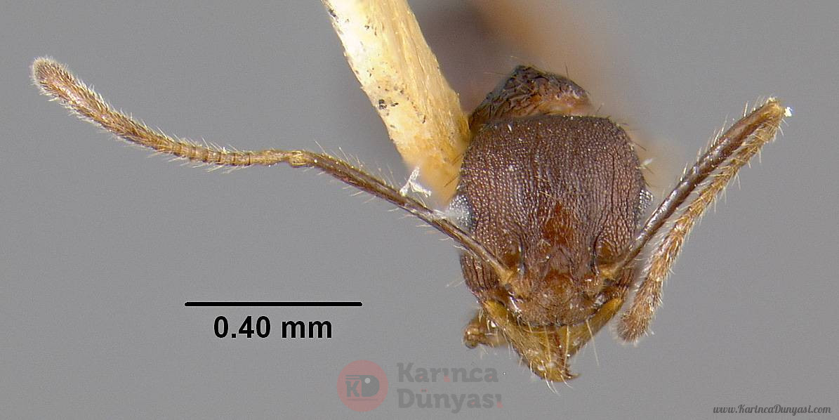 MCZ-ENT00020664_Pheidole_spathifera_hef.jpg
