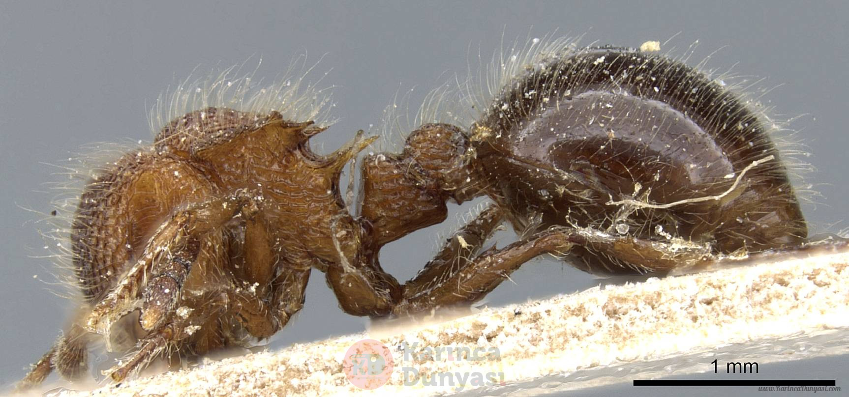 Meranoplus_laeviventris_casent0904684_p_1_high.jpg