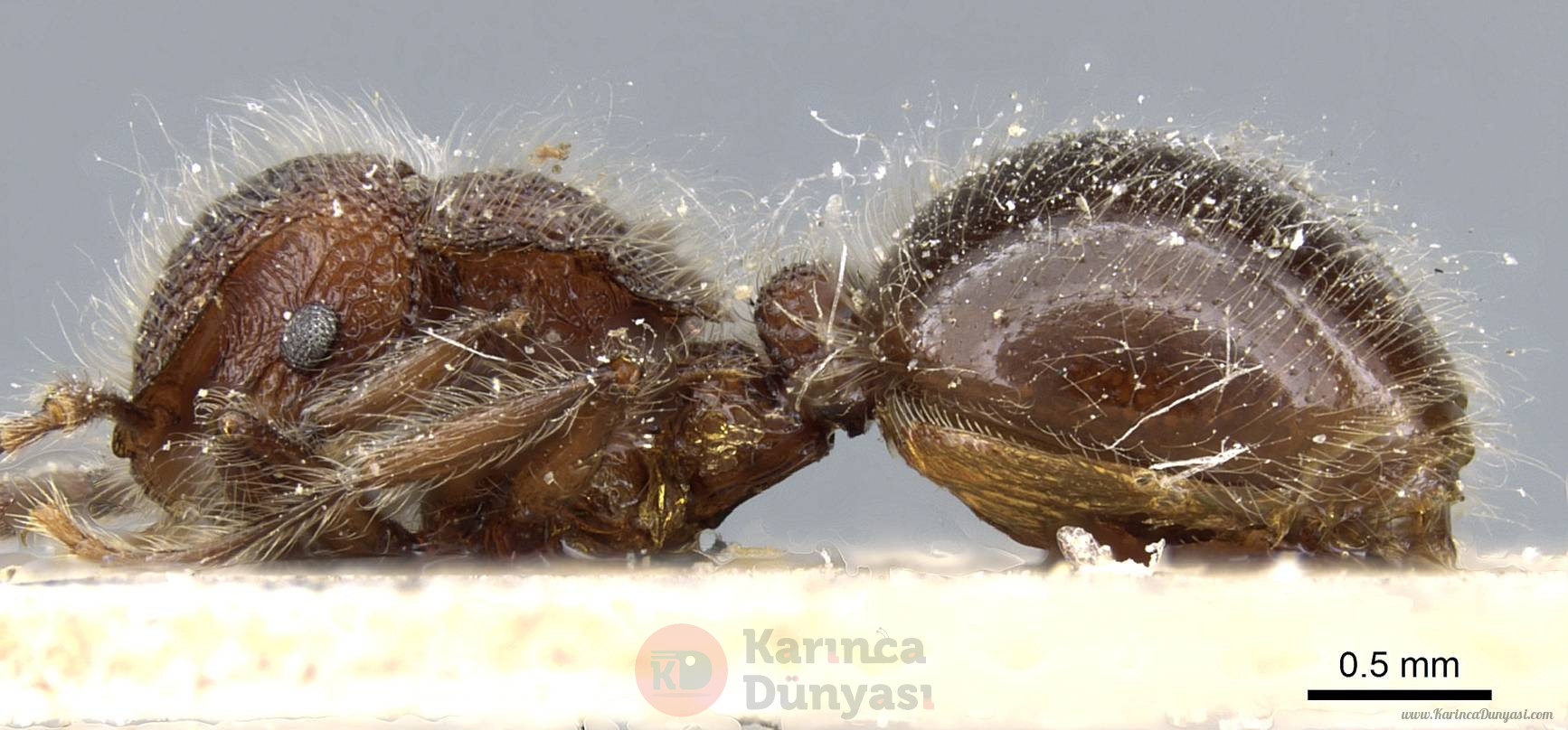 Meranoplus_laeviventris_casent0904685_p_1_high.jpg