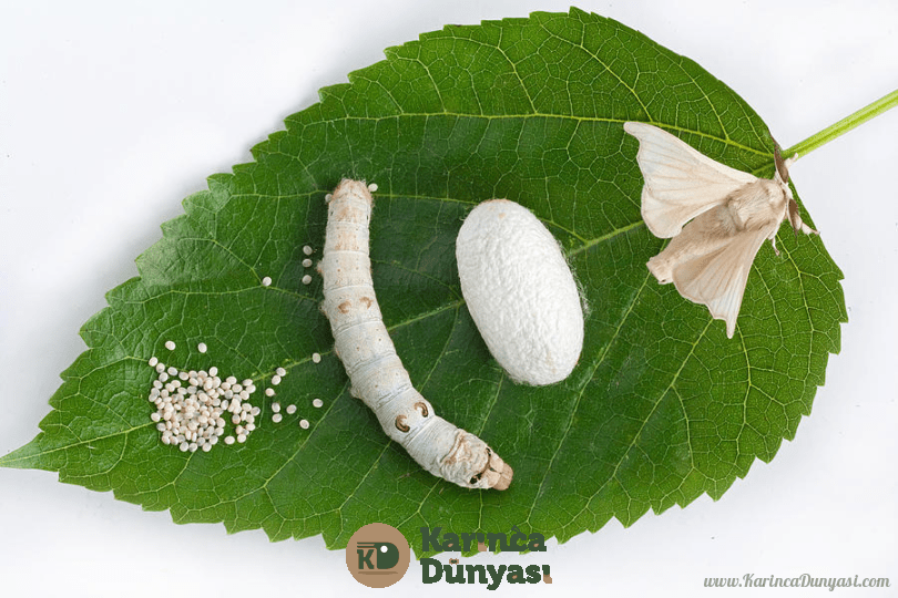 Mulberry leaf with silkworm by Baobao Ou.png
