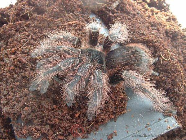 N_carapoensis_A3.jpg