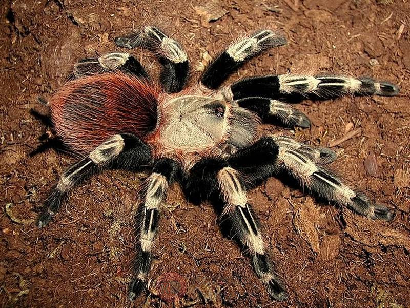 Nhandu-chromatus.jpg