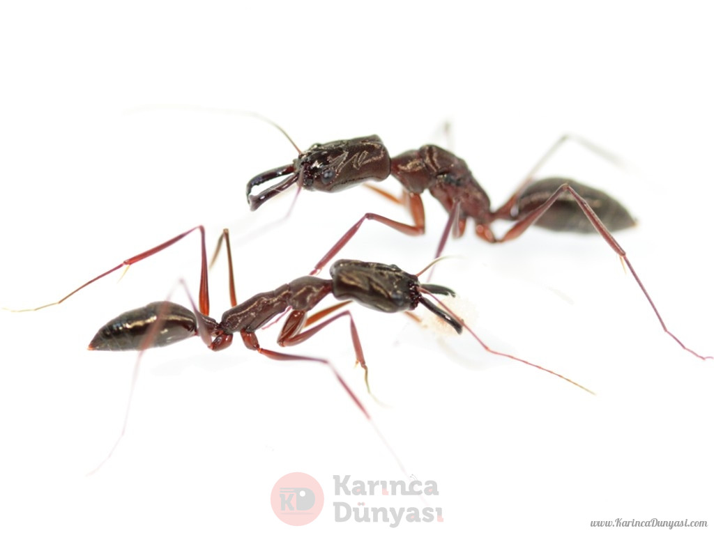 odontomachus_spec.jpg