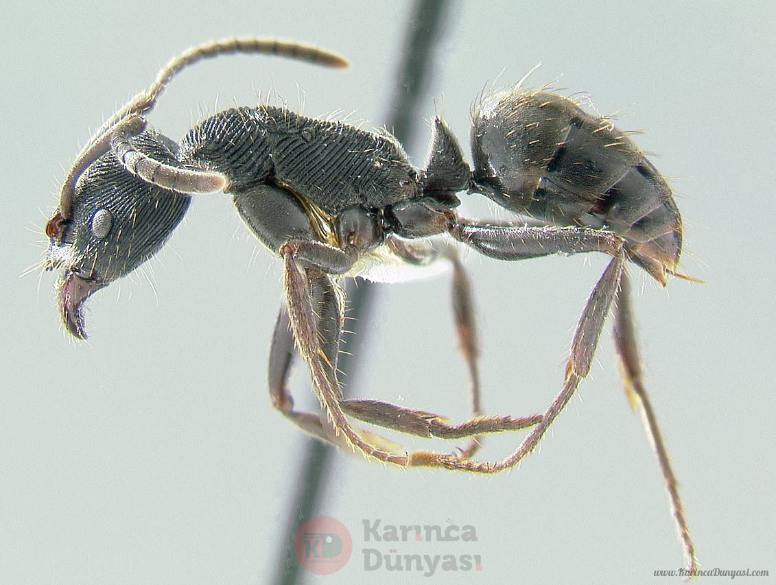 Odontoponera-L1.25x.jpg