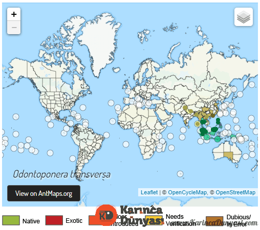 Odontoponera Transversa harita.png
