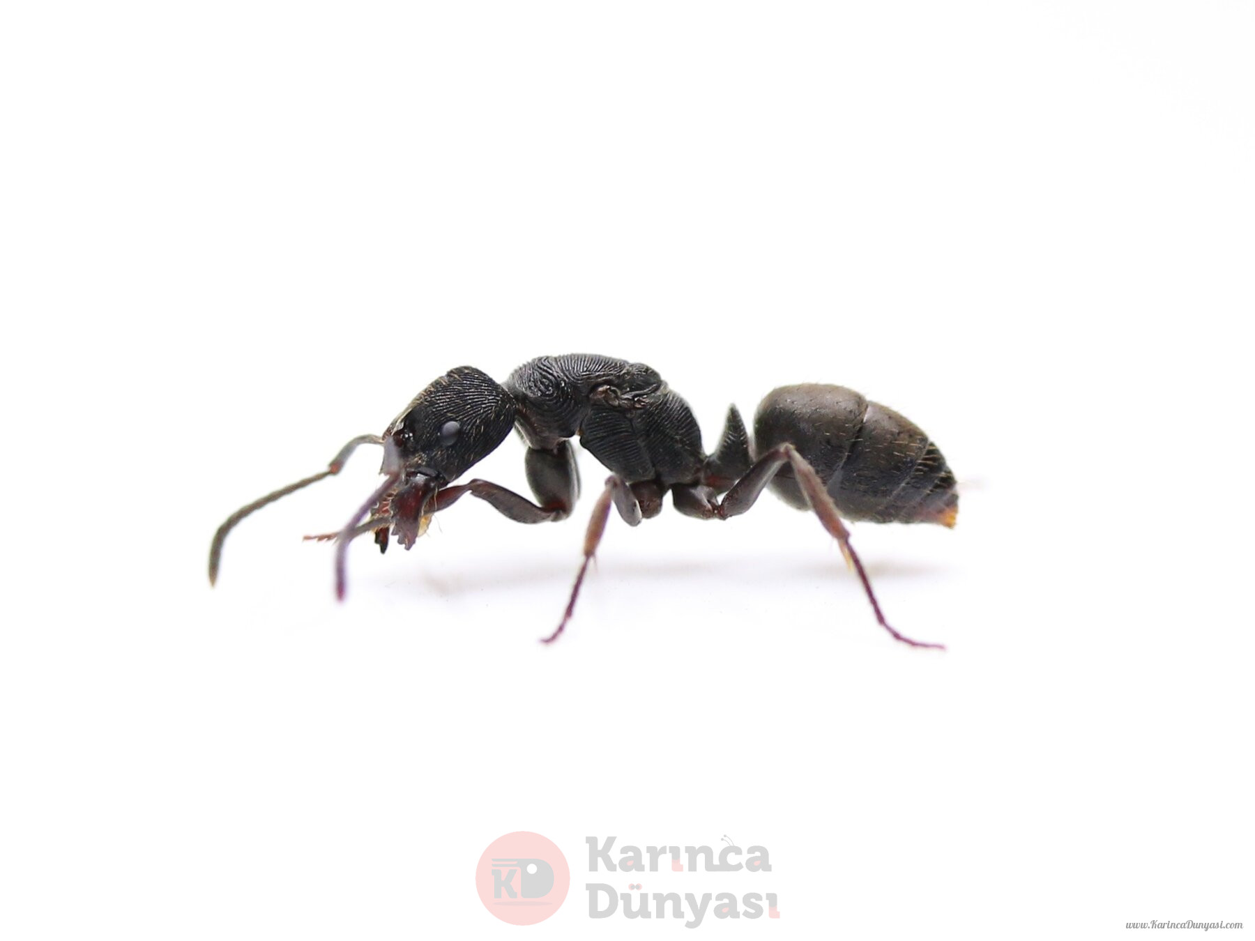 Odontoponera transversa-queen-seite.jpg