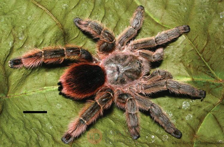 Pachistopelma_rufonigrum_female.jpg