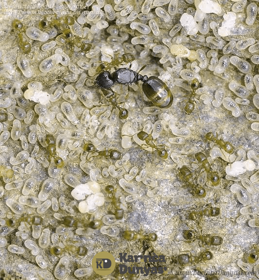 pilestone.jpg_4.png