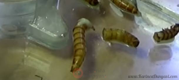 Screenshot_20220803-213708_YouTube.jpg