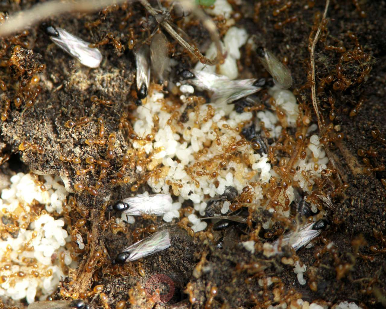Solenopsis_fugax_brood_and_alates.jpg