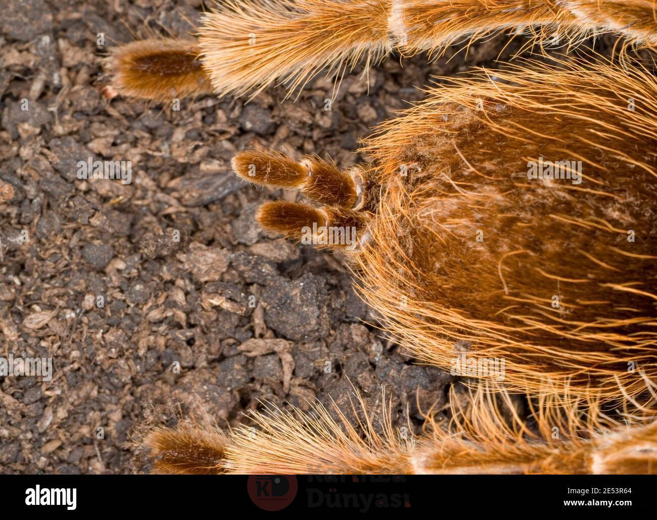 tarantula-spinnerets-2E53R64.jpg