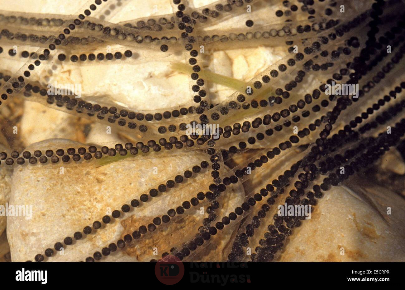 toad-spawn-of-a-european-green-toad-bufo-viridis-or-pseudepidalea-E5CRPR.jpg