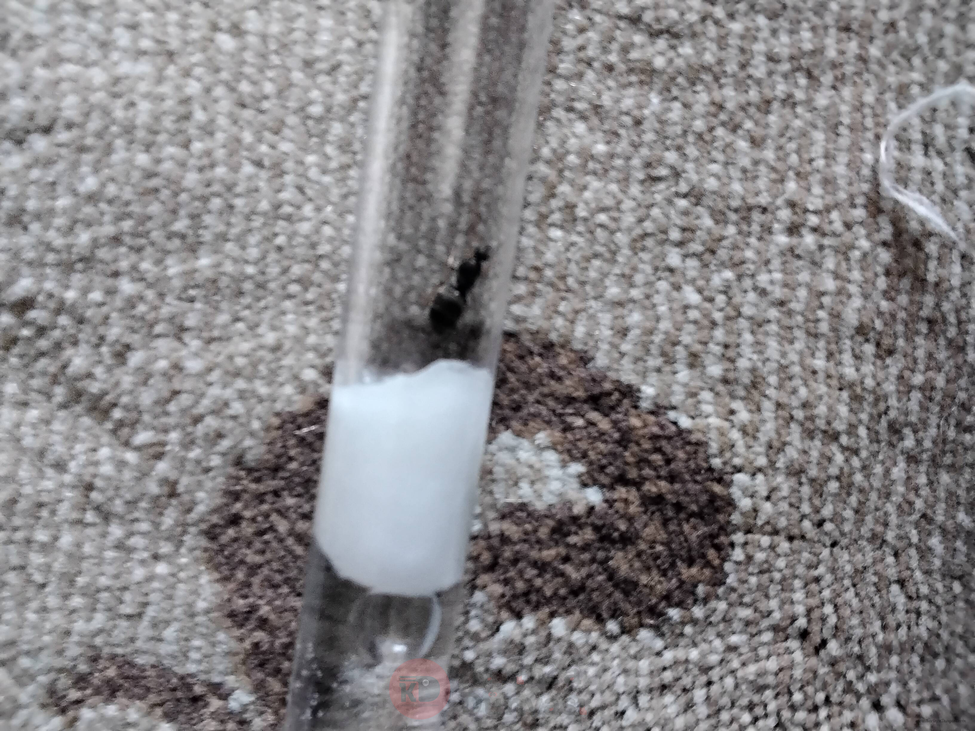 Türü nedir
