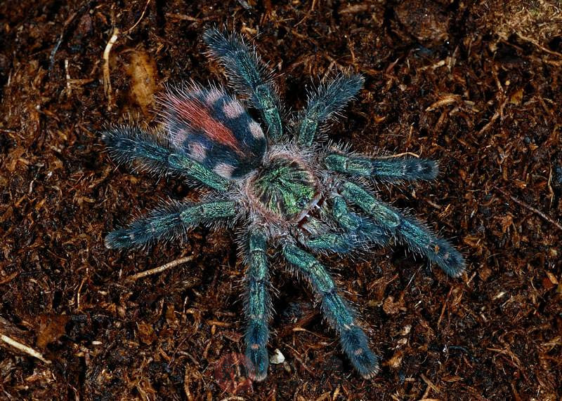 Ybyrapora diversipes.jpg