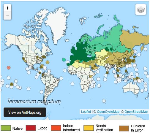 tetramoriummap-karincadunyasi.JPG